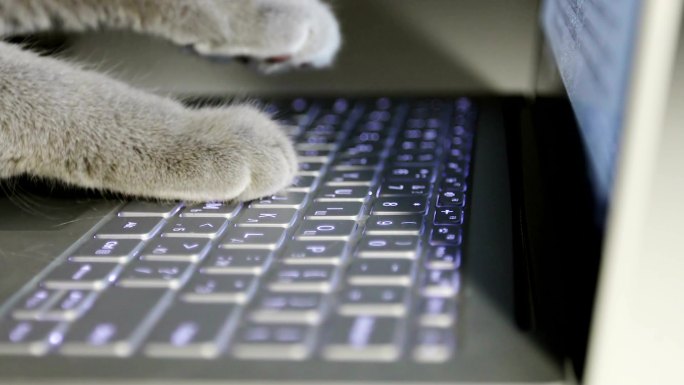 猫正在笔记本电脑上打字。
