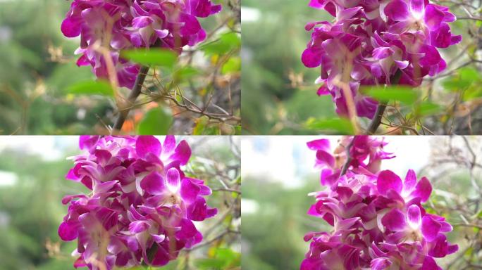 花园里的花紫色花瓣花簇花朵