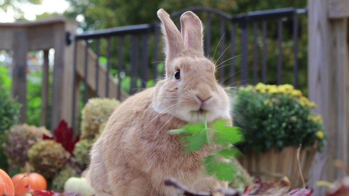 可爱的鲁弗斯兔子吃着欧芹