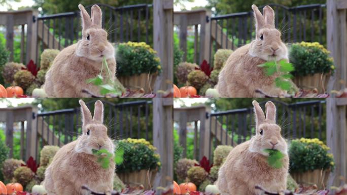 可爱的鲁弗斯兔子吃着欧芹