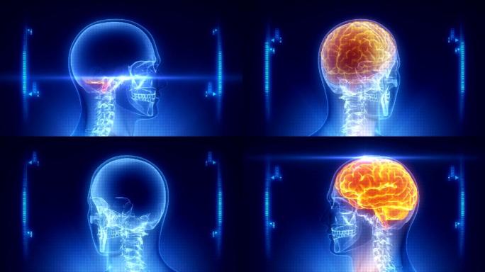 人脑x射线扫描三维医学器官3D人体