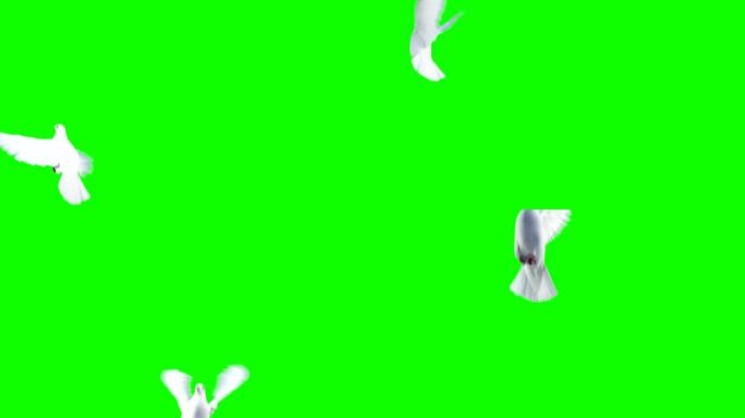 绿色背景上飞翔的鸽子