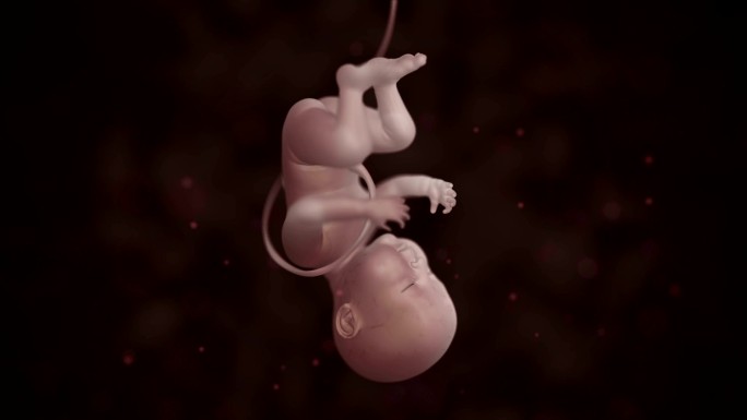 胎儿3D简约特效视频