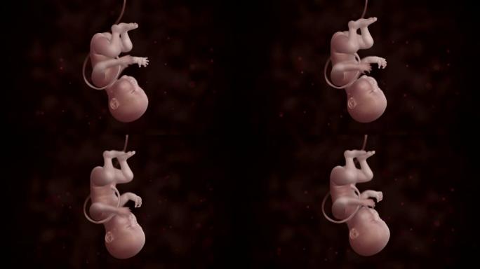 胎儿3D简约特效视频