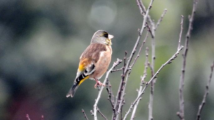 单脚独立的金翅雀，叫声很好听