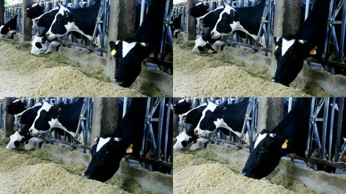 一排吃干草的奶牛视频素材
