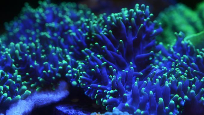 绿毛蘑菇珊瑚