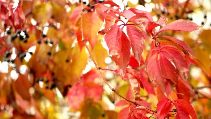 秋天的树枝红叶秋季秋景秋色秋风扫落叶