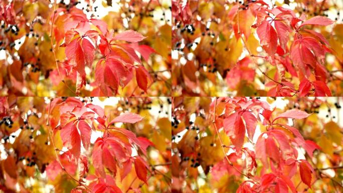 秋天的树枝红叶秋季秋景秋色秋风扫落叶
