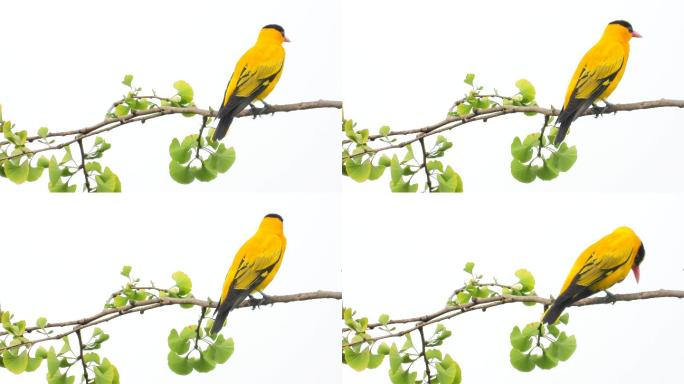 漂亮的黄鹂鸟，美妙动听的黄鹂鸟叫声