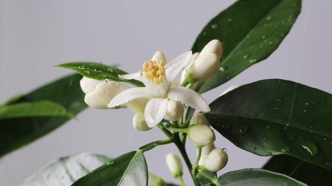 淋上雨滴的白色杜鹃花