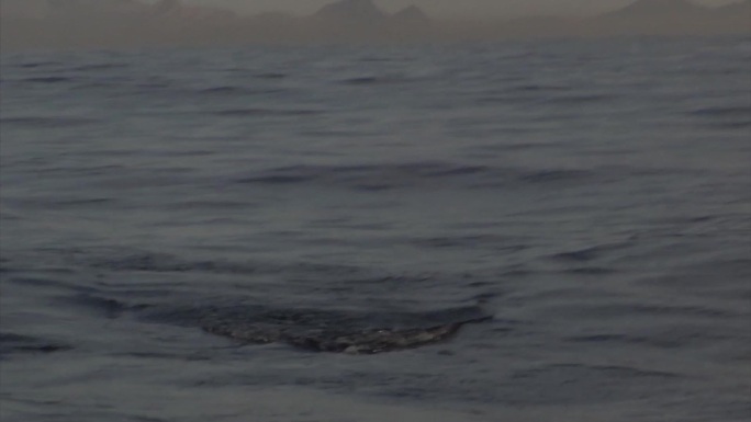 鲨鱼在捕食海豹海水