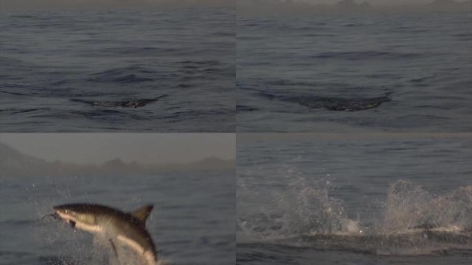 鲨鱼在捕食海豹海水