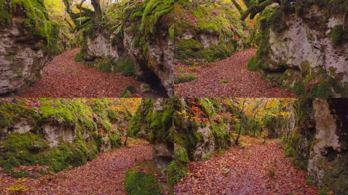 秋天的彩色森林山路落叶