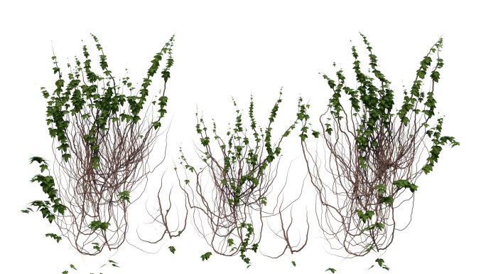 常春藤扎根成长长大动画爬山虎树枝