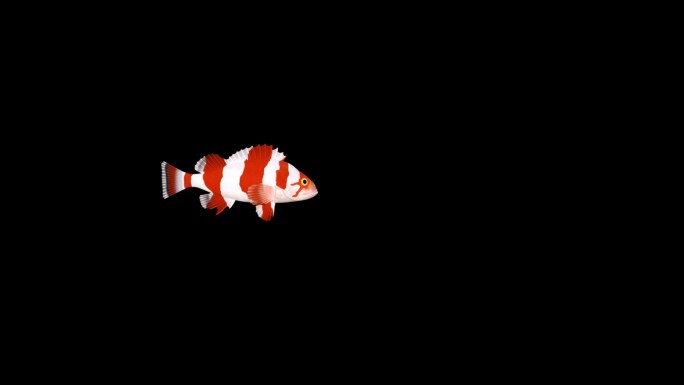 红色条纹鱼游泳