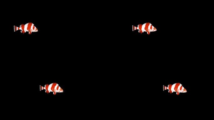 红色条纹鱼游泳