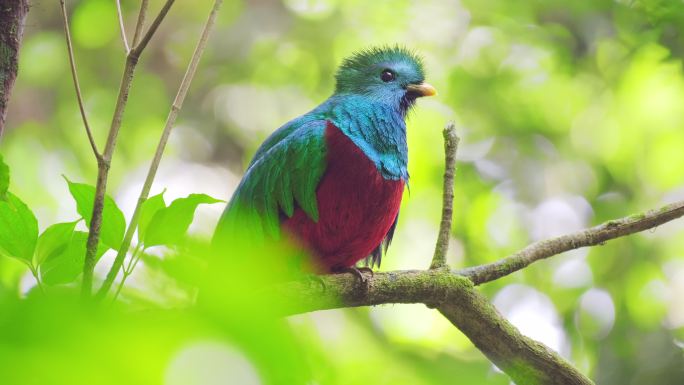 鸟儿坐在树枝上亚马逊原始丛林小鸟野鸟