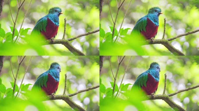 鸟儿坐在树枝上亚马逊原始丛林小鸟野鸟