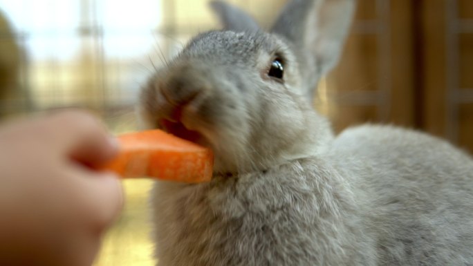 用胡萝卜喂兔子兔子特写拍摄哺乳动物宣传广