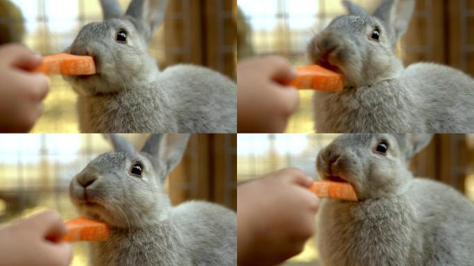 用胡萝卜喂兔子兔子特写拍摄哺乳动物宣传广