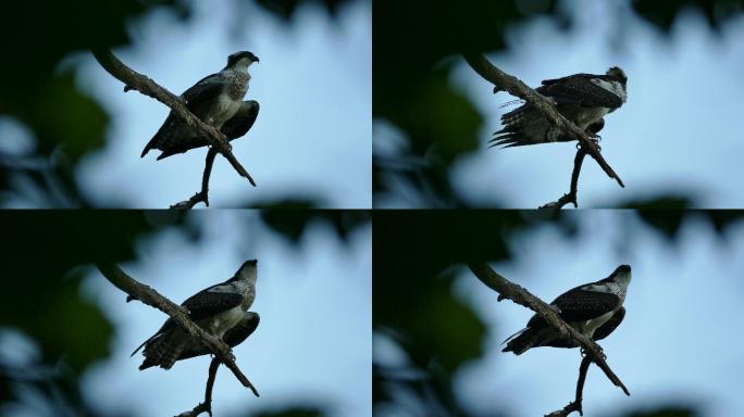 美丽的鱼鹰物种种类小鸟鸟儿鸟类栖息地生态