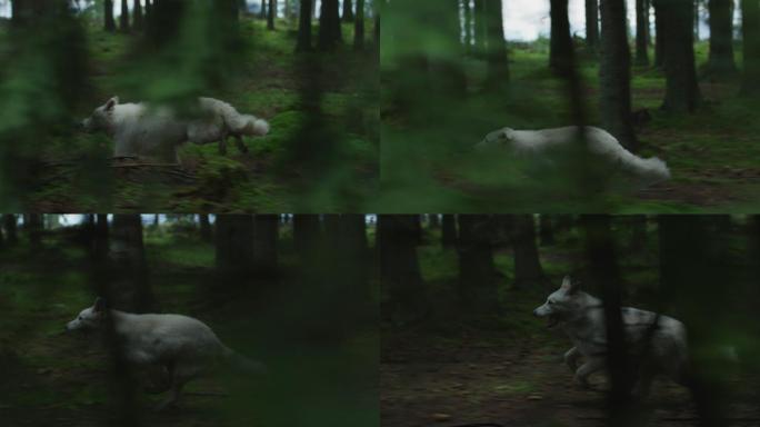 白狗奔跑树林穿梭慢镜头