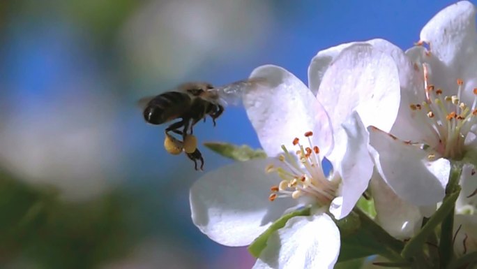 蜜蜂飞行超慢动作大自然采蜜传播
