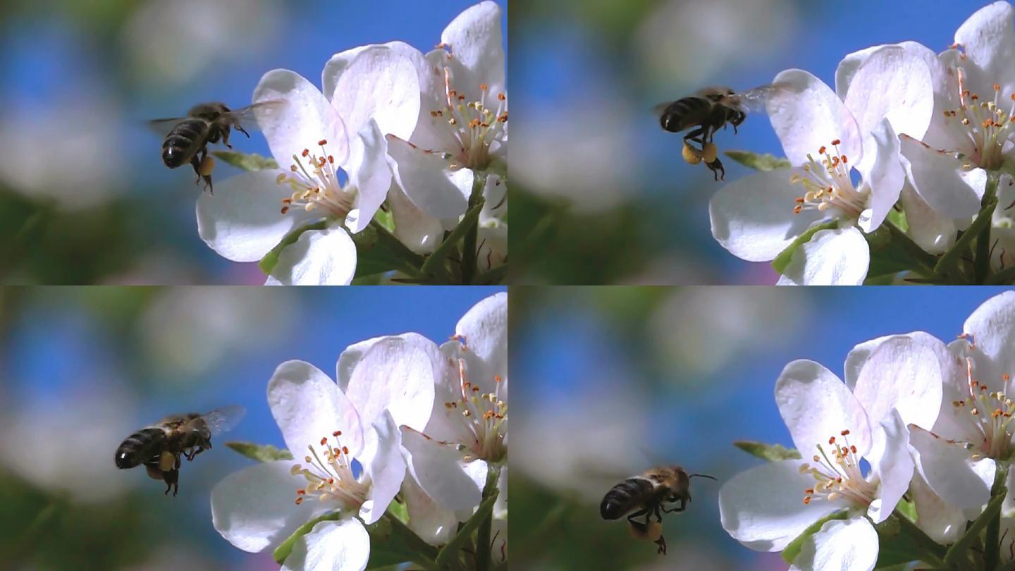 蜜蜂飞行超慢动作大自然采蜜传播