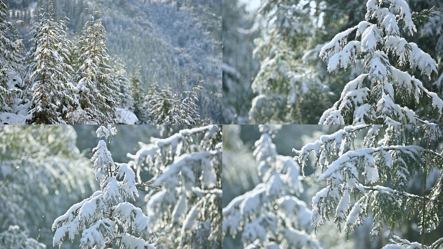 山林下雪树木竹林白雪覆盖唯美雪景