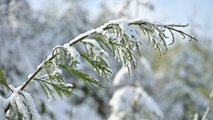 山林下雪树木竹林白雪覆盖唯美雪景