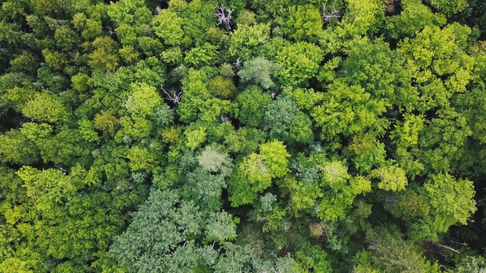 无人机俯瞰茂盛的森林。