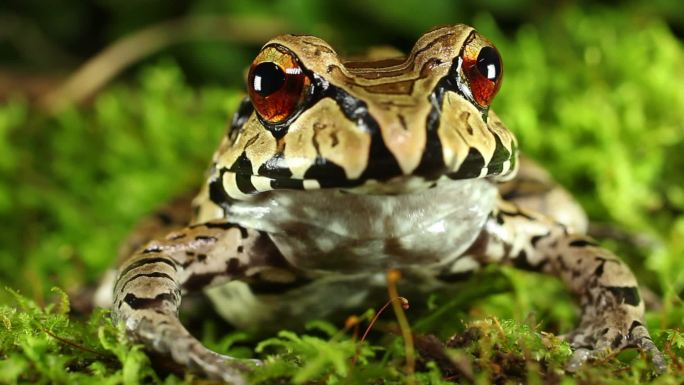 厄瓜多尔亚马逊河流域的树蛙。