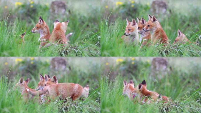 红狐幼崽生存繁殖大自然森林丛林