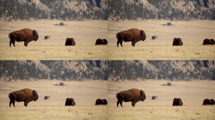 草原上的科罗拉多野牛