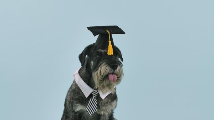 一个戴着方形学术帽和领子的狗