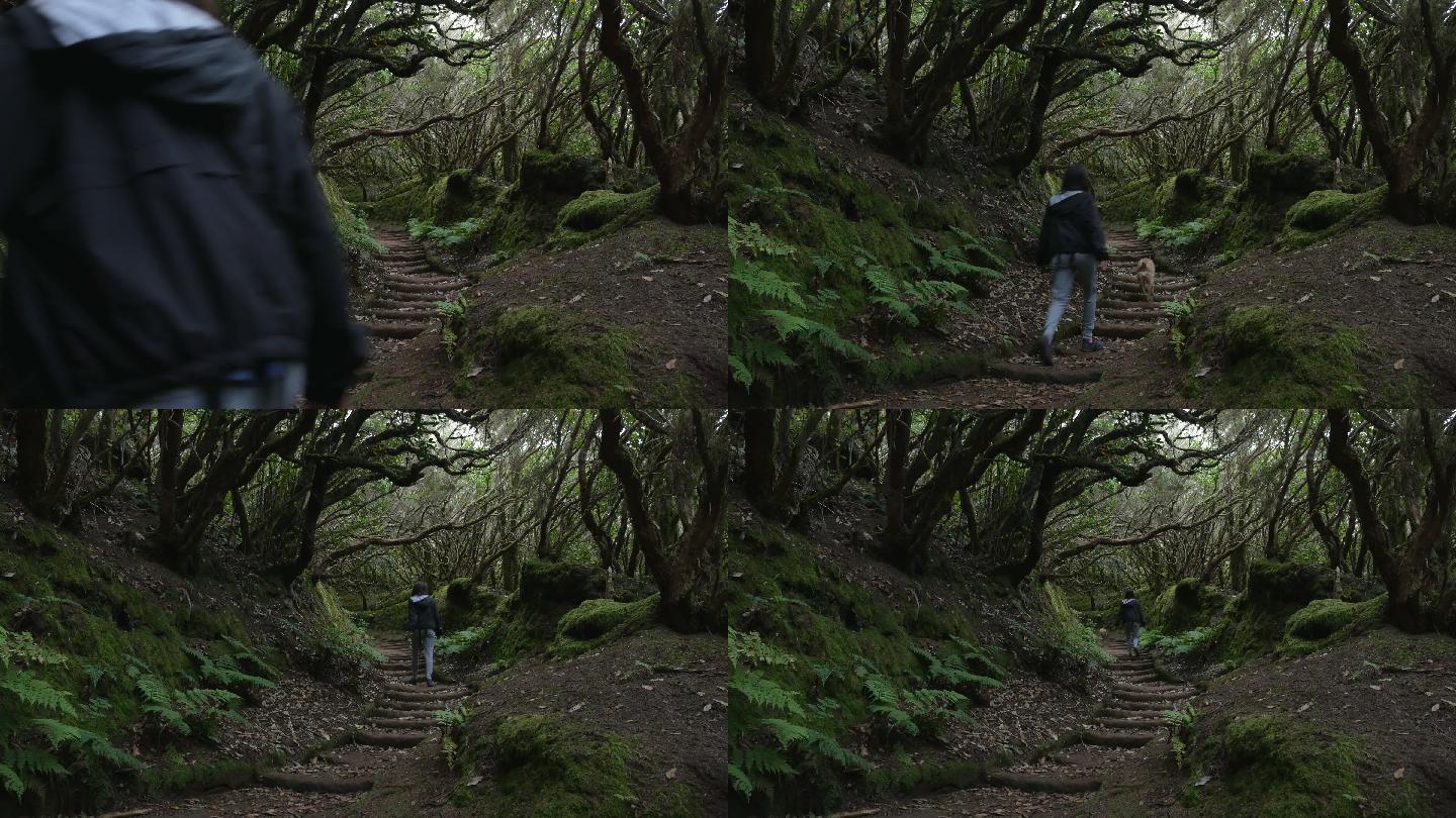 魔法森林之路实拍视频素材