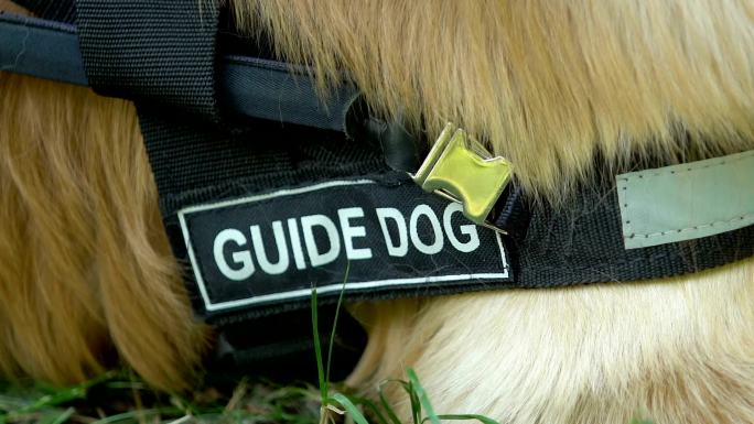 导盲犬视频素材小狗残障宠物安全驾驶