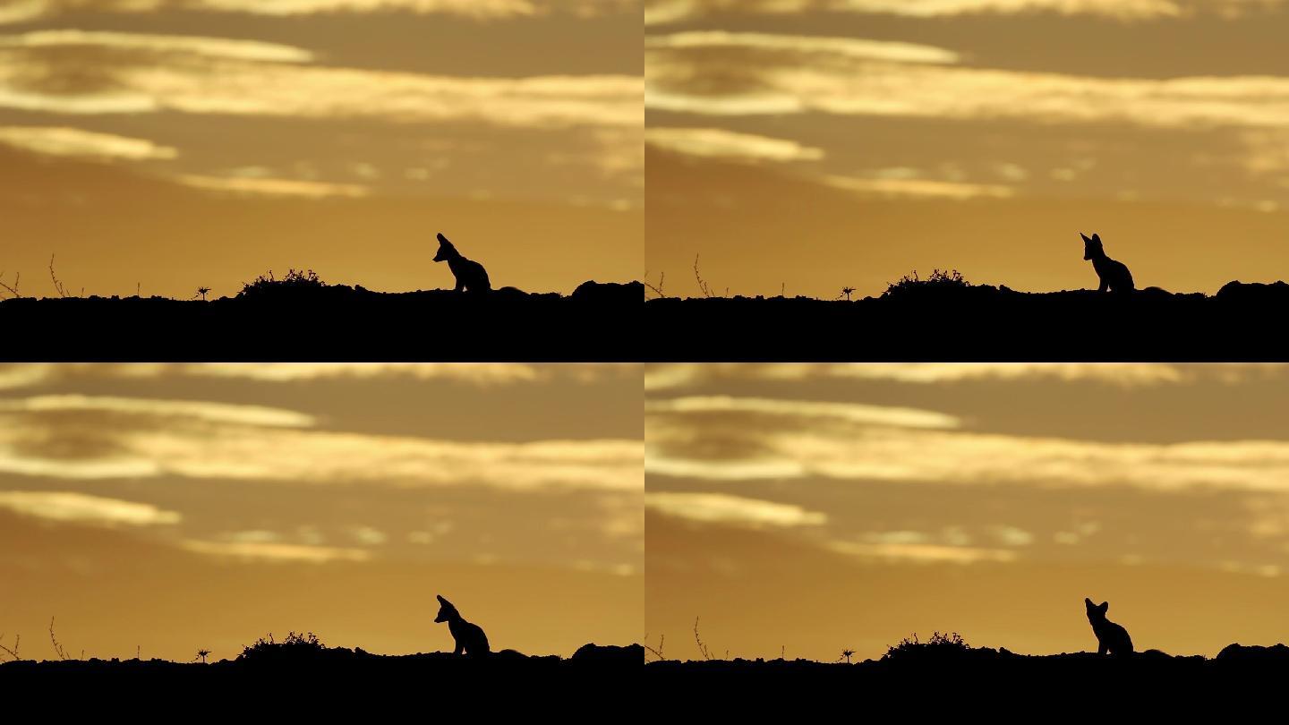 日出的南非卡拉哈里沙漠