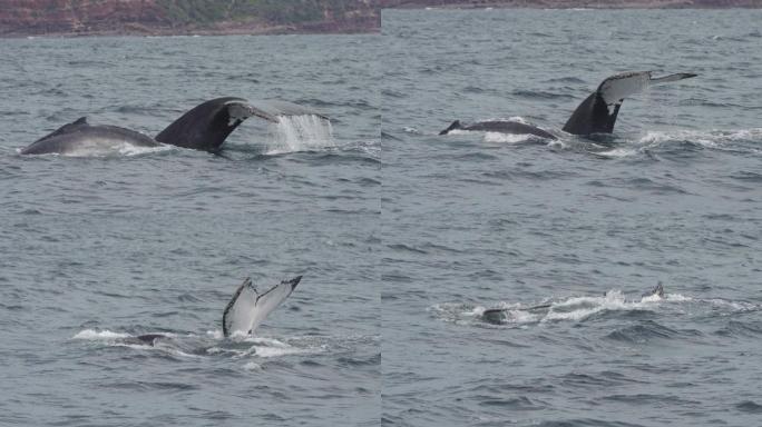 座头鲸潜入水下时尾巴的慢镜头