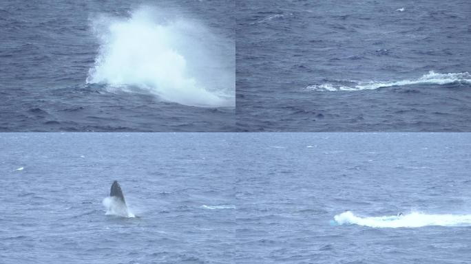 两只座头鲸跳出海洋