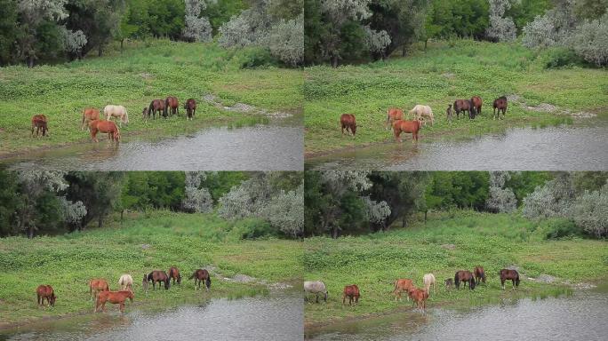 马正在喝水吃草马匹骏马河边放牧
