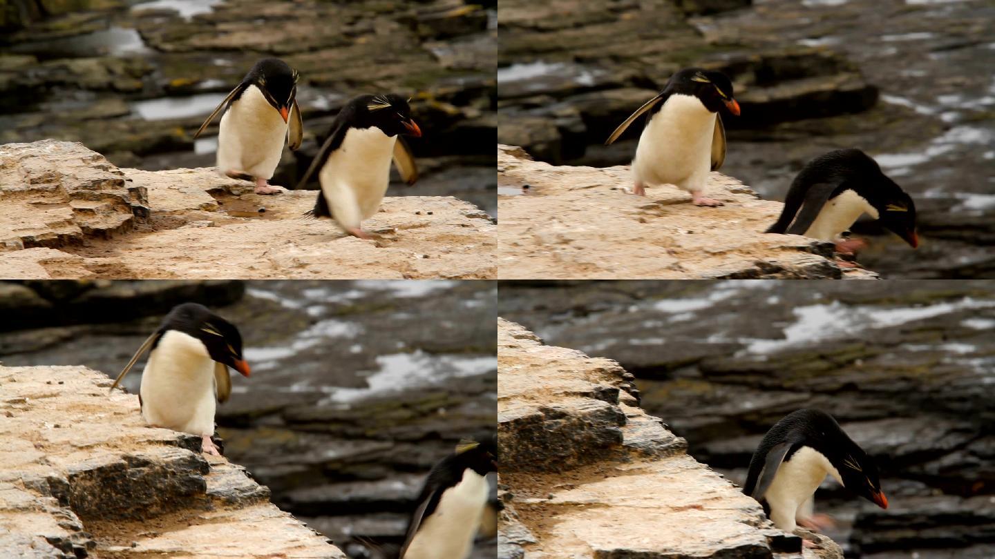 在福克兰群岛的岩跳企鹅