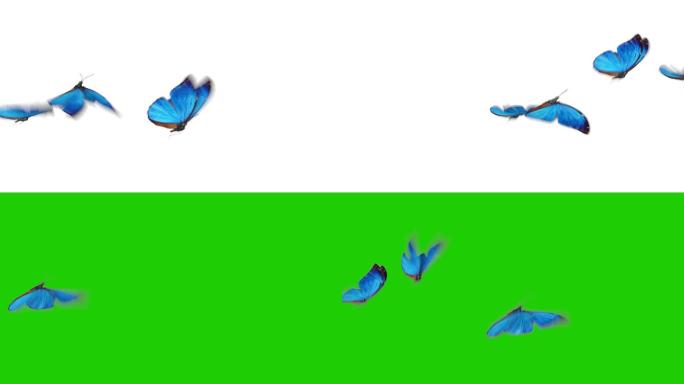 美丽的蓝色蝴蝶在绿色背景上