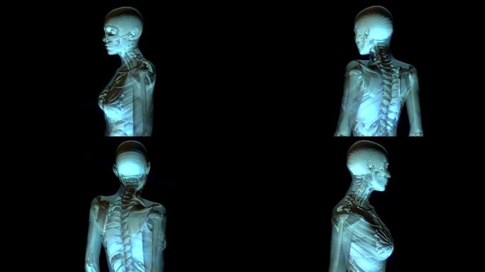 人体解剖学数字3D动画