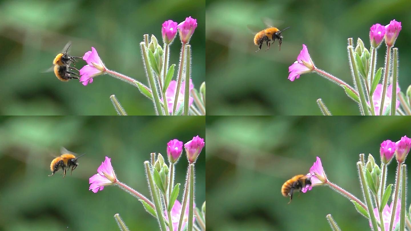 大黄蜂蜜源动物行为蜜蜂科花卉花粉