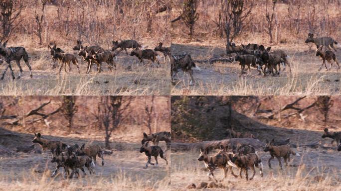 一大群非洲野狗鬣狗非洲二哥