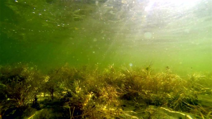 在水下发现的湖水草