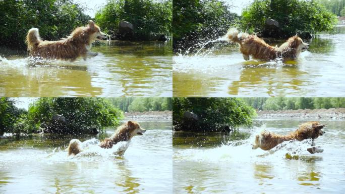 毛茸茸的狗在河边玩