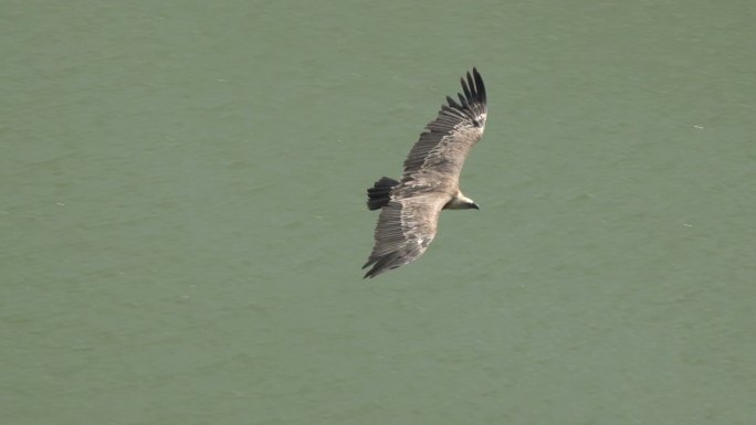 狮鹫掠食鸟飞越塞尔维亚乌瓦克河